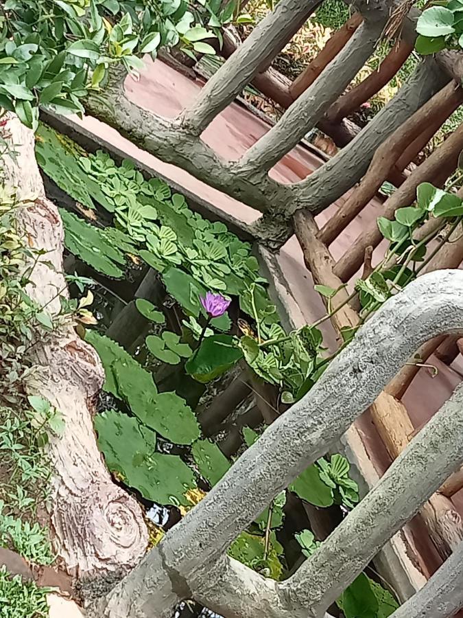 Sigiriya Nature View Home Stay Buitenkant foto