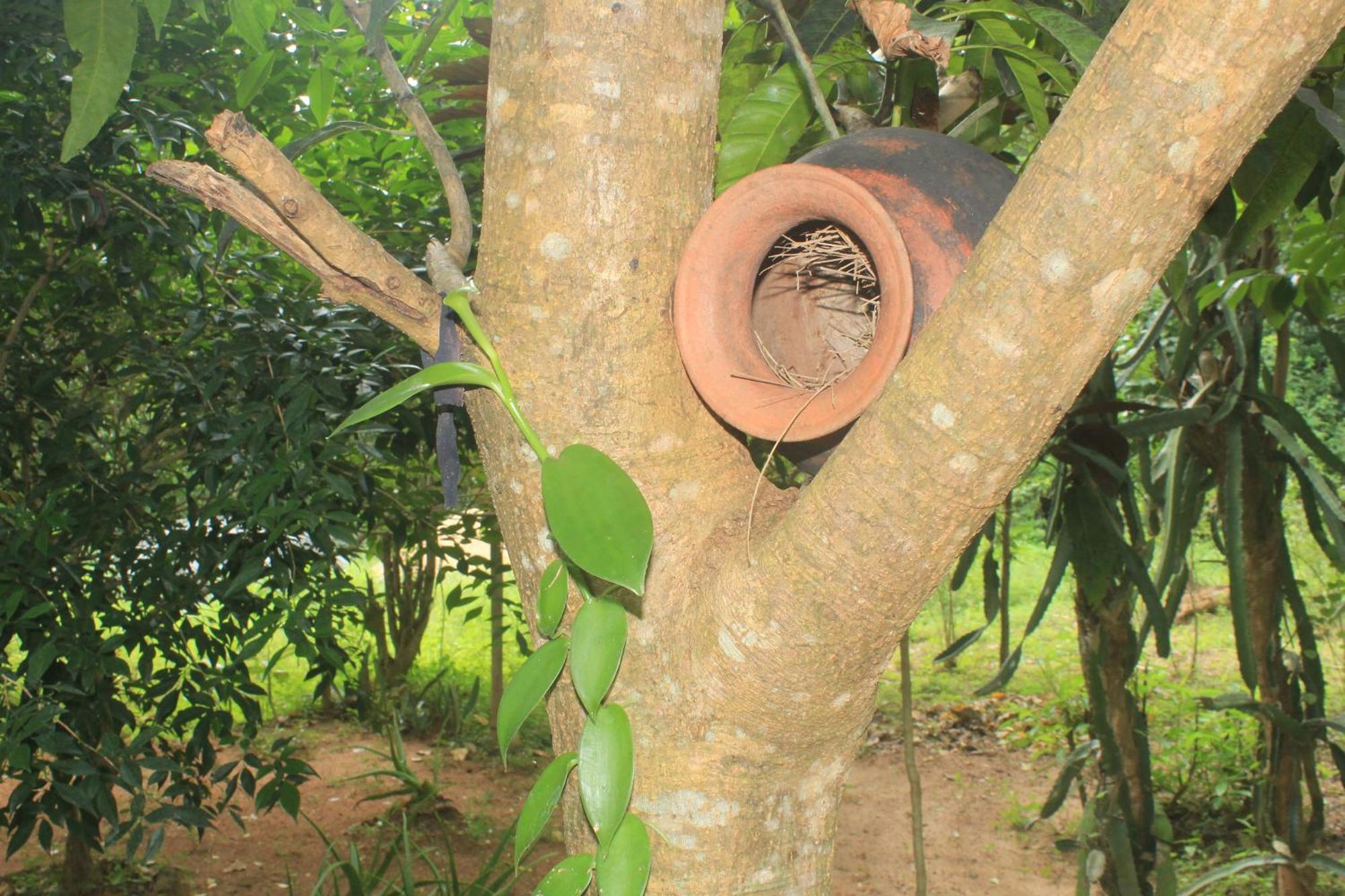Sigiriya Nature View Home Stay Buitenkant foto